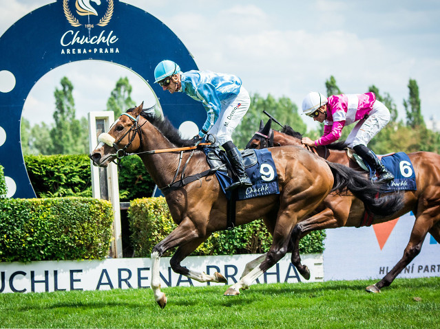 Rex Of Thunder startuje kariéru plemeníka