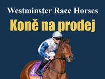 Stáj Westminster nabízí koně na prodej